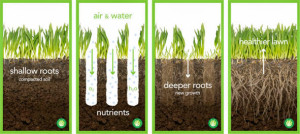 Aerification